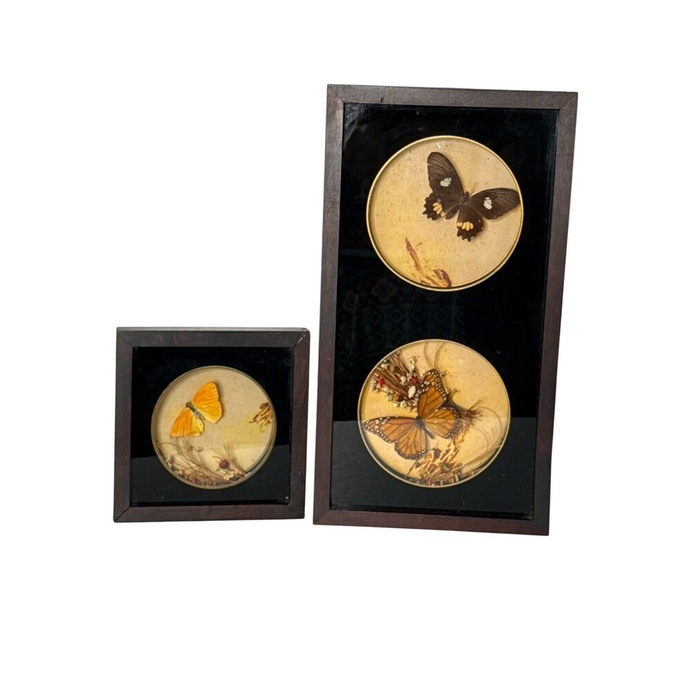 Vintage Real Butterfly Taxidermy Framed Lot of 2 Wood Frame Wall Art